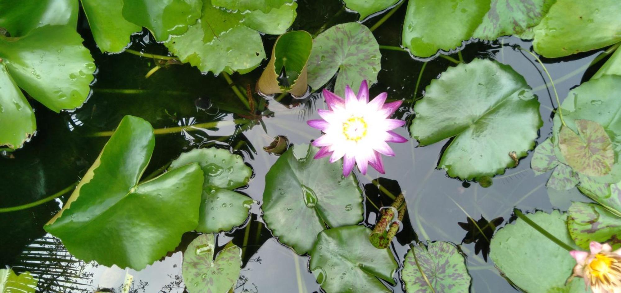 Kirala Villa Mihiripenne Dış mekan fotoğraf